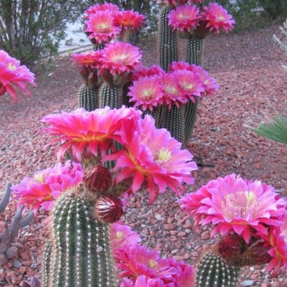 Meet your Posher, Blooming Dealz - Picture 3 of 4